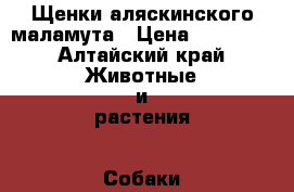 Щенки аляскинского маламута › Цена ­ 10 000 - Алтайский край Животные и растения » Собаки   . Алтайский край